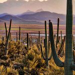 Sagauro Forest, Tucson